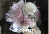 Ask Charlie: Issue 2 - Hair Color for Spring